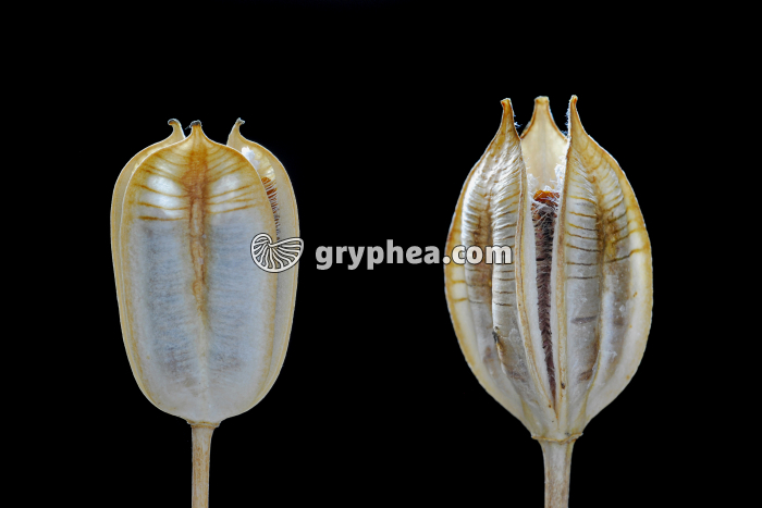 Tulipe - Fruits déhiscents - gryphea.org